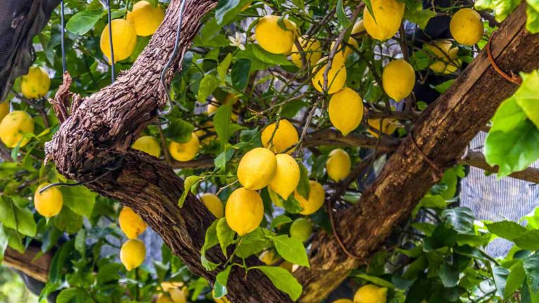 Lemon tree maintenance
