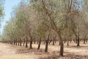 Olive tree planting