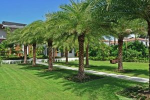 Palm tree landscaping